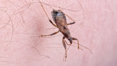 KUPAČI SE ŽALE DA IH NEŠTO UJEDA, OD TOGA DOBIJAJU OZBILJNE REAKCIJE! Misterija srpskog jezera, niko ne zna ŠTA je to što ih napada!