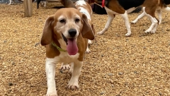 U SAVEZNOJ DRŽAVI VIRDŽINIJI Spaseno je 4.000 biglova