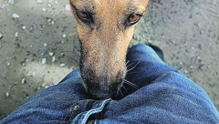 AKO NISTE ZNALI Evo zašto vam pas njuši međunožje