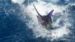 HOROR NA PECANJU Ženu probola morska neman, prevezena hitno u bolnicu (FOTO)