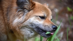 NE TREBA DA IH MAZITE Veterinari ukazali na opasnosti, ovi psi su puni parazita i crva