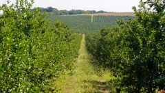 OVO SE NIKADA NIJE DESILO U NOVEMBRU! Plodovi se zacrveneli na imanju - domaćini nisu mogli da veruju šta vide! (FOTO)