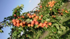 OVO SAMO U SRBIJI IMA Otišli da uberu kajsije, kad na stablu rodile šljive, Aranđelovčani u čudu