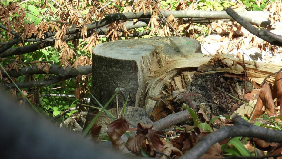 TRAGEDIJA KOD SURDULICE  Muškarac sekao drva  pa je bukva pala na njega