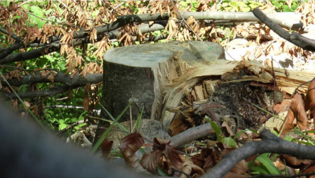 SEKAO DRVA PA ZAVRŠIO NA INTENZIVNOJ NEZI Ivanjičanin zadobio višestruke prelome na telu
