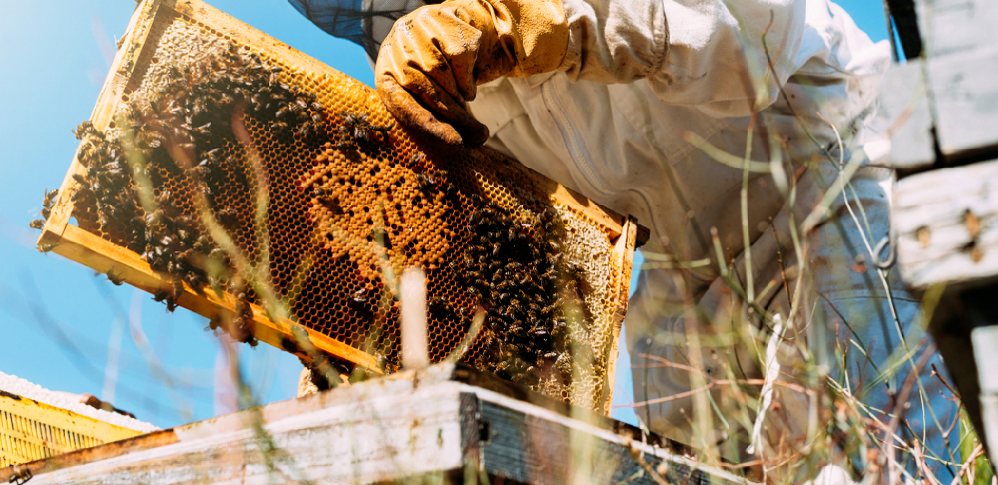 Prskanjem uništili više stotina košnica