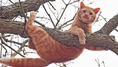 DA LI ZNATE Čemu mačkama služi rep?