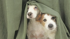 Naučnici otkrivaju: Da li psi znaju kada ih lažemo?