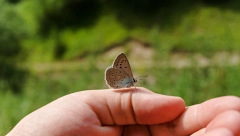 U HRIŠĆANSKOJ RELIGIJI JE SIMBOL VASKRSENJA Evo šta znači kada leptir sleti na vas