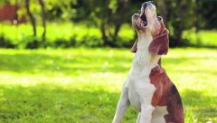 Umeju da budu vrlo bučni: Rase pasa koje najviše laju