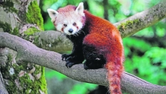 JEDINSTVENA CRVENA PANDA Biljojed, ali u zoo-vrtu, voli meso