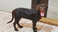 OČAS POSLA UKLONITE PSEĆI URIN IZ TEPIHA: Ovo je najefikasniji način da se otarasite neprijatnog mirisa