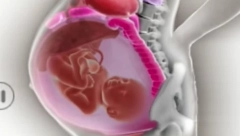 SNIMAK KOJI JE FASCINIRAO DVA MILIONA LJUDI: Pogledajte kako se organi majke pomeraju u trudnoći