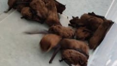 IZVOR ZARAZE! Jato slepih miševa ušlo u Kliniku za traumatologiju (FOTO)