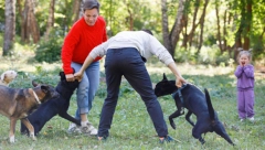 NAJČEŠĆE TUŽBE ZBOG UJEDA PASA Građani presavijaju tabak i traže odštetu i zbog ovih razloga