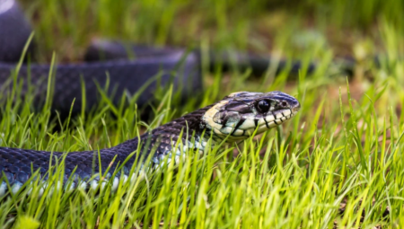 VETERINARI OPERISALI PACOVSKU ZMIJU Pojela ovo, pa nastala rupa u telu (FOTO)