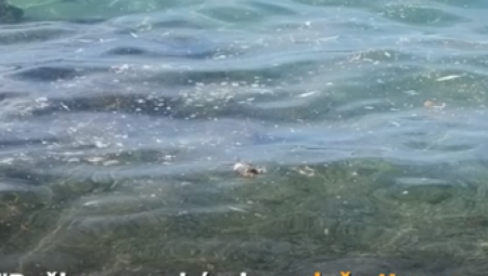 NIJE VEROVAO SVOJIM OČIMA Hrvat snimio neverovatan prizor u vodi: Kada sam se približio shvatio sam da nije vepar, nego...