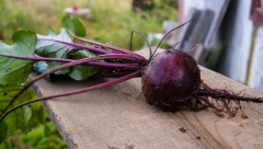 DA LI JE CVEKLA UOPŠTE ZDRAVA? Mit o "zdravoj" namirnici je isplivalo na videlo, evo ko treba da je izbegav a