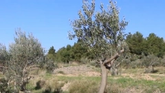 HRVATI GLEDAJU U NEBO I MOLE SE BOGU Kiše nema ni za lek, ljudi očajni, sve će propasti!