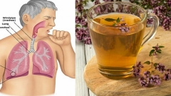 OD DAVNINA SE KORISTI KAO ANTIBIOTIK Ovo je najjači prirodni lek za čišćenje i oporavak pluća