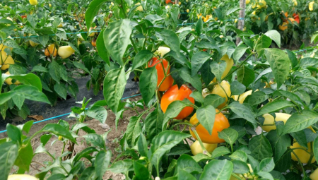 ČUDO NA IMANJU ŠEĆEVIĆA: Nađeni "blizanci" koje niko nije očekivao ni video do sada (FOTO)