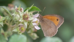 NEUNIŠTIVI AHIL JE OVOM BILJKOM VIDAO SVOJE RANE: Samonikla je trava raste uz puteve i poljane, a čisti ceo organizam od otrova i toksina