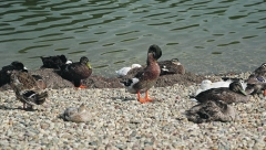 UŽIVA U LEPOM VREMENU Patak zauzeo okrugli sto na ovom izletištu