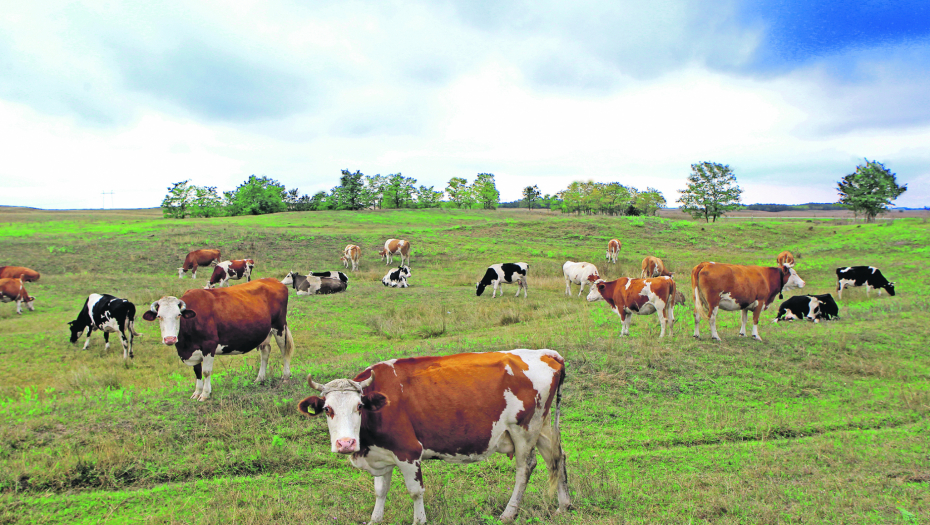 POMOĆ OKO OTKUPA MLEKA Prijave se evidentiraju od danas, evo kako to da uradite