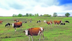 POMOĆ OKO OTKUPA MLEKA Prijave se evidentiraju od danas, evo kako to da uradite