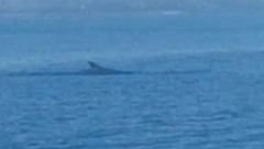 MISTERIJA NA AMERIČKOJ OBALI! Uginulo 18 kitova za dva meseca, pokrenuta istraga, sumnja se na vetrenjače!