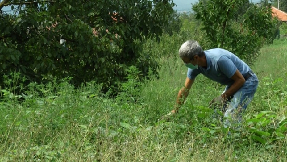 BORAC PROTIV AMBROZIJE Slavko iz Ljubića čitav komšiluk spasio od ovog prirodnog neprijatelja (FOTO)