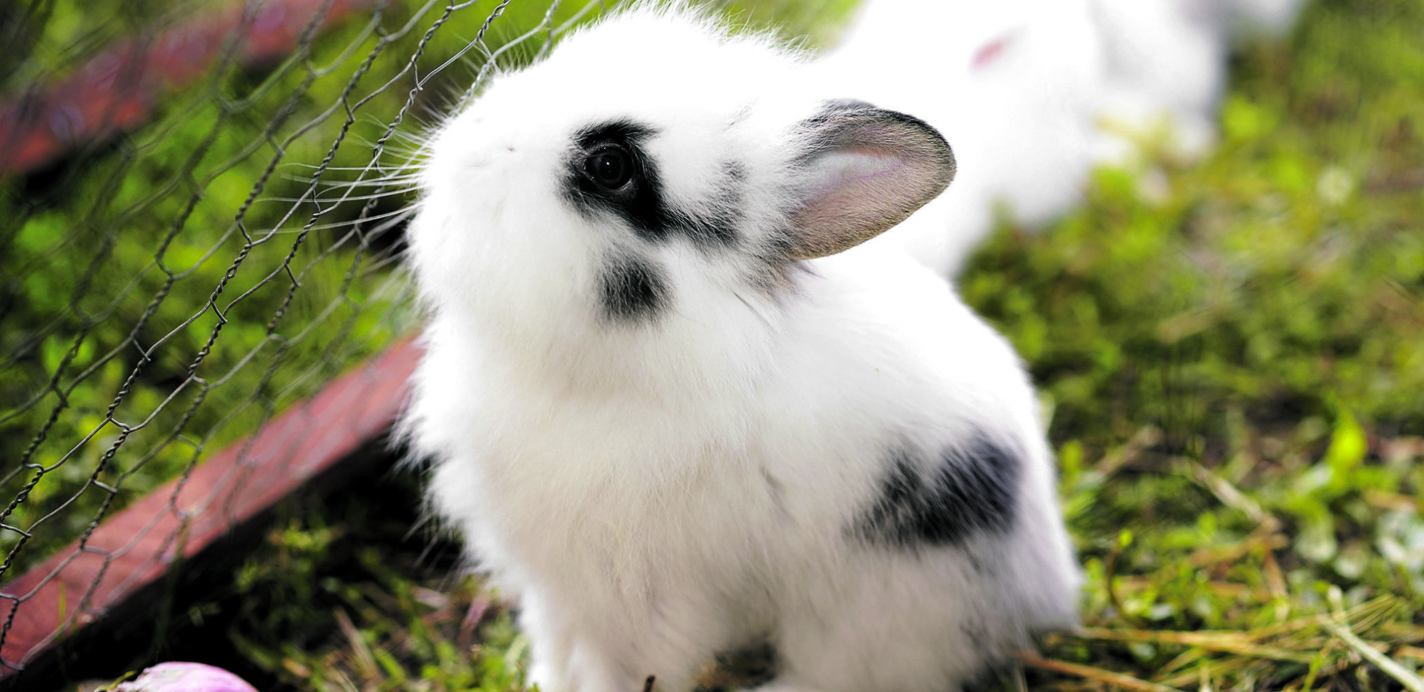 UMILJATA LAVLJA GLAVA Omiljena rasa širom sveta, pa i u Srbiji