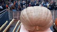 TRADICIONALNA MANIFESTACIJA U KIKINDI „Dani ludaje“ od 19. do 22. septembra