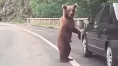 BAHATI TURISTI MALTRETIRALI MLADUNČE MEDVEDA Hteli da naprave selfi, sreća pa mu se majka nije pojavila! (VIDEO)