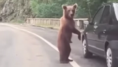 DRAMA U CRNOJ GORI! Medved izleteo na put i zaustavio saobraćaj! (VIDEO)