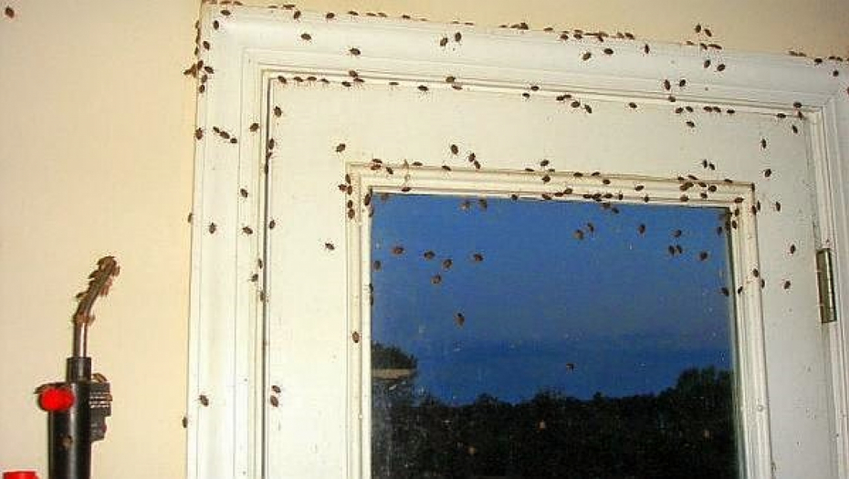DA LI SMRDIBUBE KIDIŠU NA VAŠU KUĆU OVIH DANA To je odlična stvar, a videćete i zbog čega