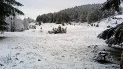 GOLIJA ZNA DA BUDE VRLO OPASNA! Zabelela se planina, a meštane iznenadila samo jedna stvar
