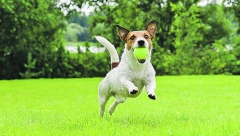 DA LI JE VAŠ PAS GOJAZAN? Evo kada treba da budete zabrinuti, jer može uticati na njegovo zdravlje
