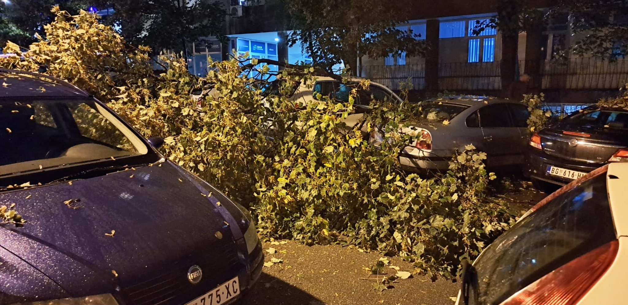 NEVREME ČUPALO STABLA U BEOGRADU! Zaustavljen saobraćaj u centru grada (FOTO/VIDEO)