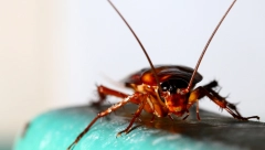 ČIM DOĐE JESEN, POPRSKAJTE OVU MEŠAVINU PO KUĆI: Za samo dva sata rešićete se smrdibuba, bubašvaba i mušica!