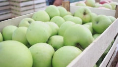 STIGLA LOŠA PROGNOZA ZA NEMAČKE VOĆARE: Uzgajivači jabuka očekuju ispodprosečan rod