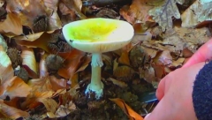 OTKAZUJU BUBREZI I JETRA Ovo je najotrovnija pečurka u Srbiji od koje se najverovatnije otrivalo 10 ljudi iz Šapca