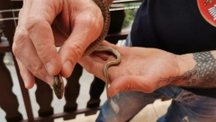 NEZAPAMĆENA NAJEZDA OTROVNICA U SRPSKOM GRADU "Palimo vatre, teramo ih motkama ali ne vredi!" (FOTO)