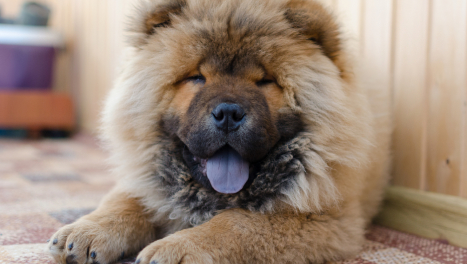 NJIH ĆETE TEŠKO DRESIRATI Ovo je 10 najneposlušnijih rasa pasa (FOTO)