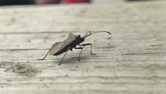 DOSADNE KAO PLENKOVIĆ Najezda smrdibuba u Srbiji, protiv njih leka nema