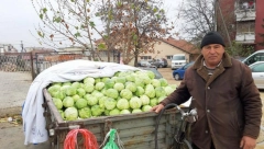 JEFTINIJI, A OSTAJE ČVRST DO LETA  Idealna sorta za kiselenje kupusa je  "srpski melez", ne kvari se, a evo kako da ga prepoznate