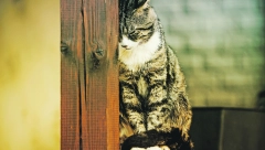 Prema starim verovanjima: Šta znači ako vam se na kućnom pragu pojavi trudna mačka?