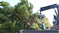 MILLENNIUM TEAM POKLONIO SADNICE GRAĐANIMA ZVEZDARE 24 sadnice nastavljaju da krase Zvezdaru