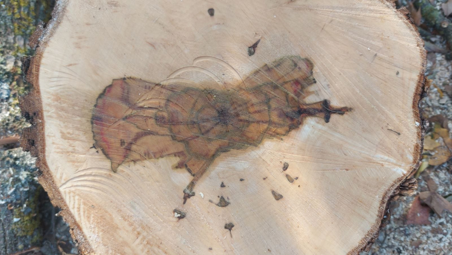 DRAGOLJUB ISEKAO DRVO I UKAZAO MU SE BOŽIJI ZNAK Ni najstariji meštani ovog čačanskog sela ne pamte da se ikada desilo nešto slično (FOTO)