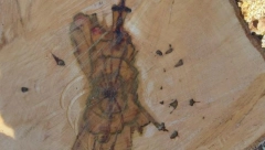 PREREZAO DRVO, PA SE ZAPANJIO Meštani ne pamte da se ikada desilo nešto slično